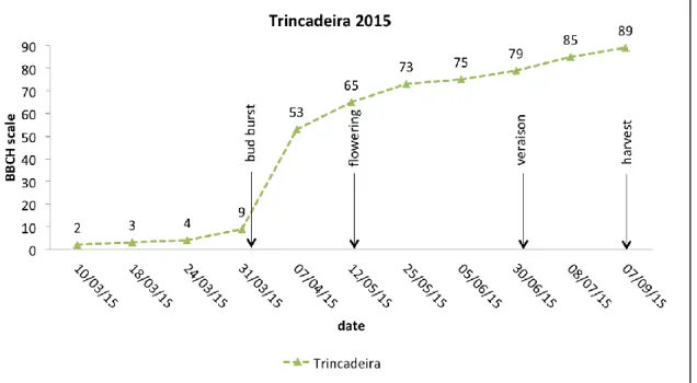 Figure 2 shows the phenological development of Trincadeira in year 2015 from 10th March to  7th September
