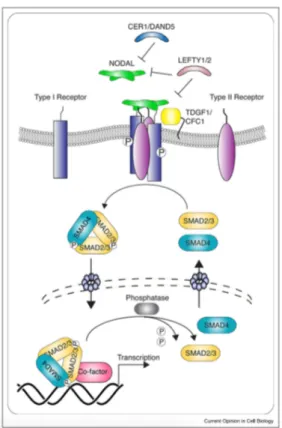 Figure 1.5. The components of Nodal signalling pathway. (Obtained from Hill, 2018) 