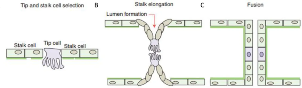 Figure 1. Schematic model of sprout initiation, vessel branching, and maturation. (A) Angiogenesis is activated in response to local growth  factors,  that  (re)activates  the  quiescent  endothelial  cells  differentiates  them  into  tip  and  stalk  cel