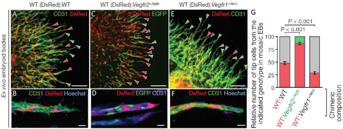 Figure 3. VEGFR levels in mosaic-tip-cell selection in vitro. (A, B) Sprouting vasculature (green) of a chimeric embryoid body composed of  two different wild-type strains, immunolabelled with antibodies specific to CD31