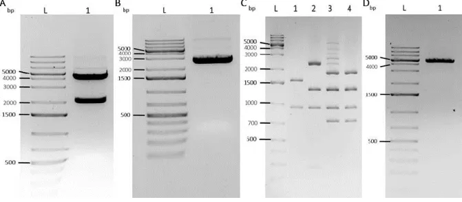 Figure 6. CAGGs fragment cut out from pCAGGs-m2G (RC62), linearization of p5E-MCS (T2K228), digestion to confirm CAGGs insertion in p5E- p5E-MCS (T2K228) and p5E p5E-MCS CAGGs linearization in a 1% agarose gel electrophoresis