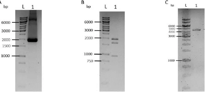 Figure 7.  PhiC31  fragment  cut  out  from  pCS2P+PhiC31o,  digestion  of pME  PhiC31  to confirm  insertion  and  linearized  pME  PhiC31  in  a  1% 