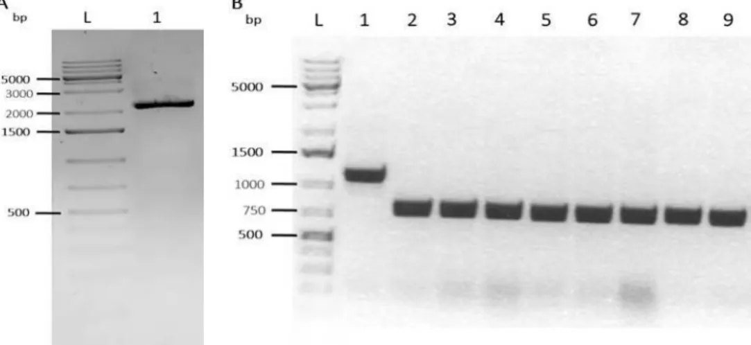 Figure  12.  GTS  Cherry  H2B  eGFP  fragment  cut  out  from  pUC57-Amp_VEcad_GTS.mCherry-2A-H2B.eGFPpA_FRT.Neo.FRTpA  and  PCR  to  confirm  GTS  Cherry  H2B  eGFP  cassette insertion  in  pDONR221  AttB  PhiC31  PGK  Puro  PA  plasmid  in  a  1%  agaros