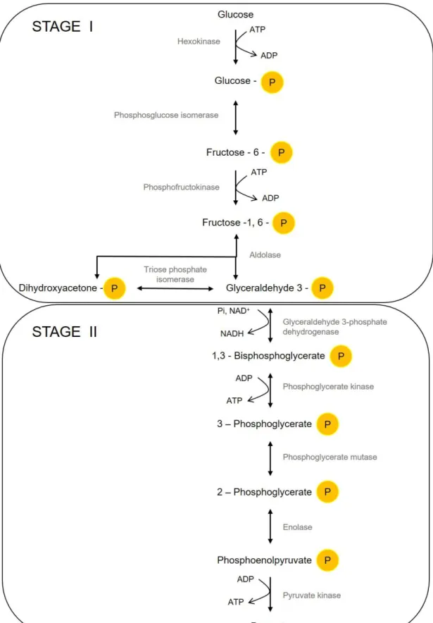 Figure 1.1. Embden–Meyerhof–Parnas pathway (EMP).  Schematization of the conversion of glucose  into pyruvate