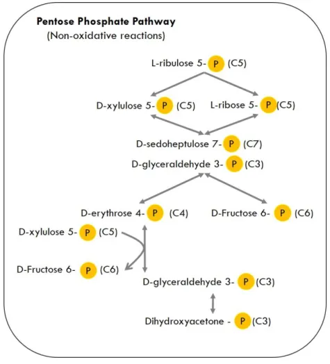 Figure  1.2.  Non-oxidative  reactions  of  the  Pentose  Phosphate  Pathway  (PPP).  Single-head  arrows  indicate irreversible enzymatic reactions and double-head arrows represent reversible enzymatic reactions