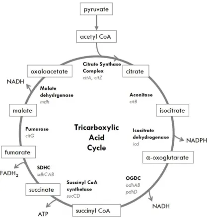 Figure 1.3. Tricaboxylic Acid Cycle.  Also known as the Krebs cycle, this pathway yields ATP, reducing power  and biosynthetic intermediaries, such as α-oxoglutarate, a precursor for glutamate and derivatives, oxaloacetate, a  precursor of aspartate and  s