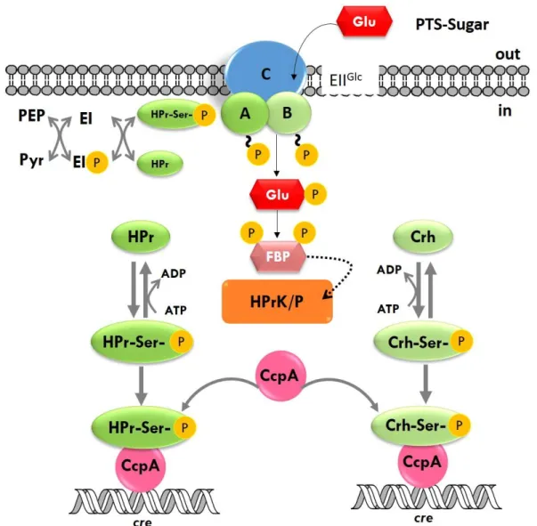 Figure 1.4. Carbon Catabolite Regulation in Bacillus subtilis. Uptake of a PTS-sugar (eg