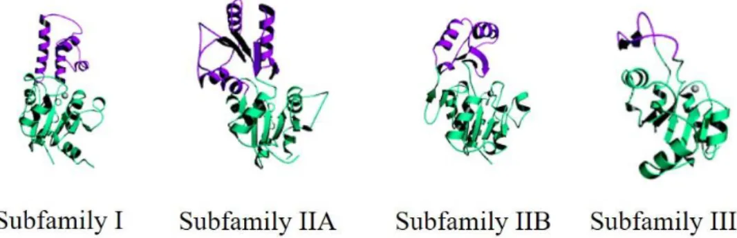 Figure 1.7. Schematic representation of the three HAD superfamily subfamilies .  Ribbon diagrams,  from  left  to  right:  Subfamily  I,  β-phosphoglucomutase;  subfamily  IIA,  NagD;  subfamily  IIB,  Phosphoglycolatephosphatase and subfamily III, magnesi