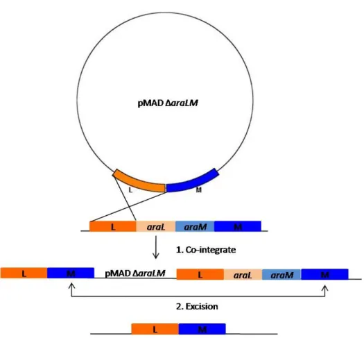 Figure  2.2. Schematic  representation  the  two-step  procedure  used  to  obtain  gene  replacement  recombination  with  pMAD