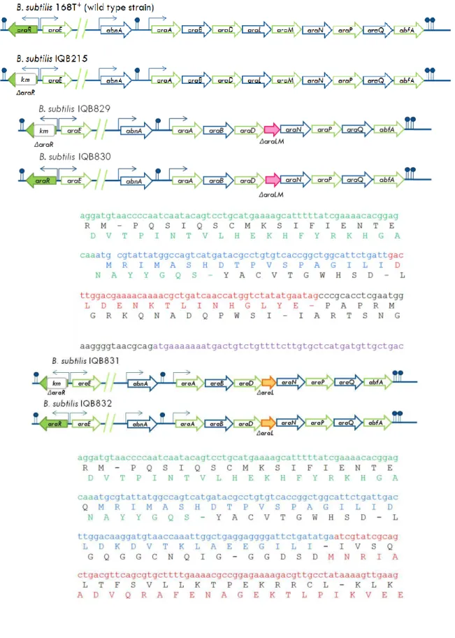 Figure 2.3.  Schematic representation of the relevant genotype in B. subtilis strains 168T + , IQB215  and IQB829, 830, 831 and 832 genotypes