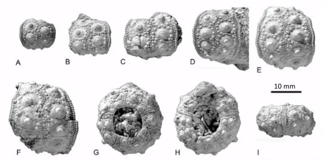 Figure 2.2. Eucidaris tribuloides (Lamarck, 1816); A - DBUA-F 343-1; B - DBUA-F 455; C - DBUA-F 272; D -  DBUA-F 305; E - DBUA-F 448; F - DBUA-F 346; g-I - DBUA-F 445