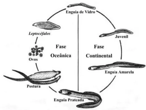 Figura 1.1- Ciclo de vida da enguia-europeia (Anguilla anguilla) (Fonte:Neto, 2008). 
