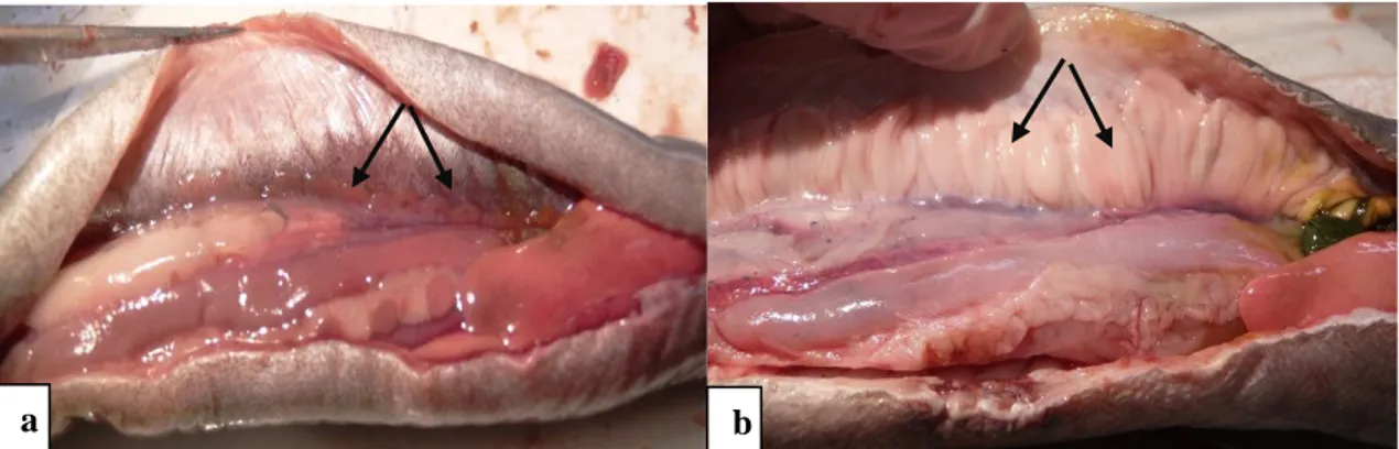 Figura 3.2 – Fotografias da cavidade peritoneal de exemplares de macho e fêmea de enguia evidenciando testículos  (a) e ovário (b).