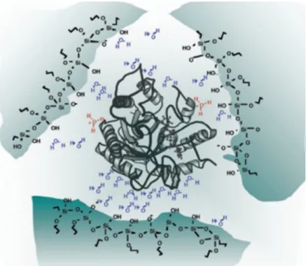 Figure 1.4. : Schematic view of an entrapped enzyme with a few water molecules inside a sol-gel pore (from Frenkel-Mullerad and Avnir 70 ).