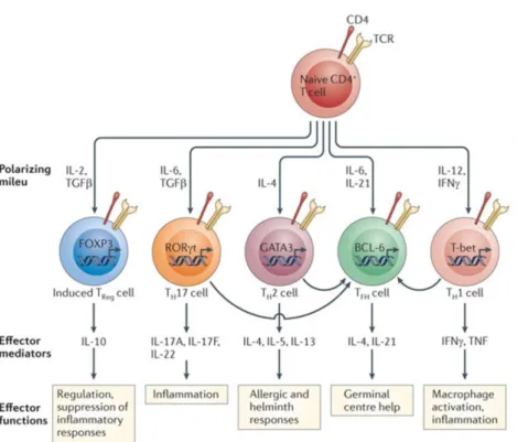 Figure 1.2- Major pathways of  naïve CD4+ T cell differentiation into effector  cells