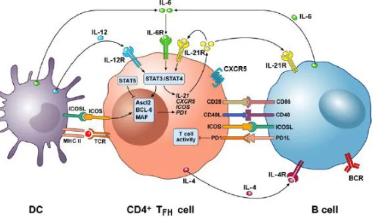 Figure 1.3- Cellular and  molecular interactions between DCs, Tfh and B cells  in  GC