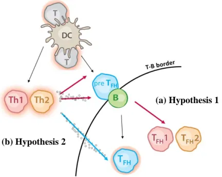 Figure 2.1- Two alternative  models  for Tfh cells contribution  in GC reaction. 