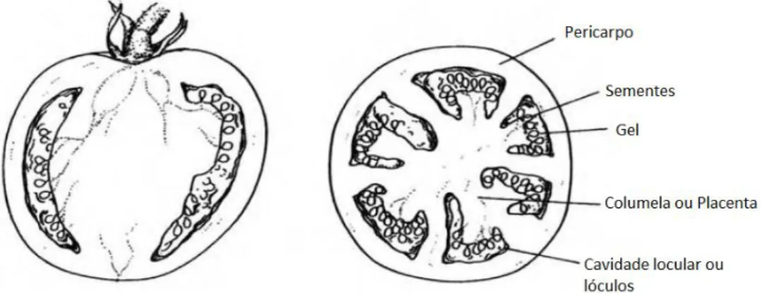Figura 3 – Estrutura do tomate  Fonte: Jones, 2008b 
