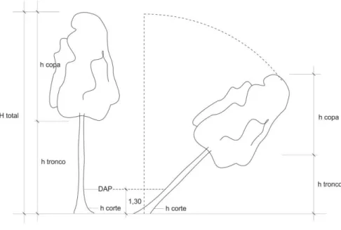 Figura 13. Puntos de medida de la altura de un árbol 