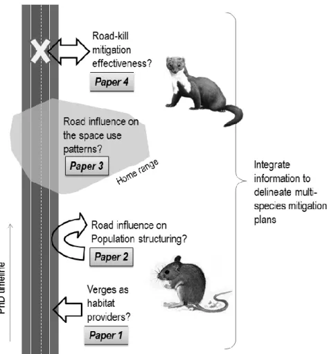 Fig. 1.3 – Overall scheme of the thesis: two mammal species, representing different morphological  and  life-history  traits,  were  studied  in  order  to  assess  their  responses  to  road-induced  habitat  fragmentation