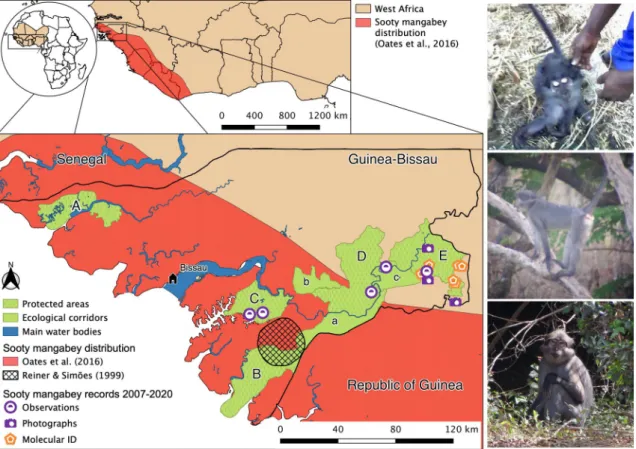 Fig. 1   Top left: The distribution of the sooty mangabey in West Afri- Afri-can countries
