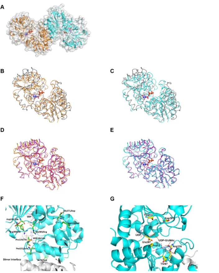 Fig 6. Mapping of MnaA LOF mutations into the MnaA crystal structure reveal key residues for substrate binding site stability and charge