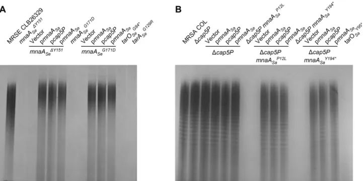 Fig 3. MnaA loss of function mutants in MRSA and MRSE fail to produce WTA. WTA extraction and SDS PAGE analysis from L638 R MRSE CLB26329 (A) and MRSA COL (B) mutants