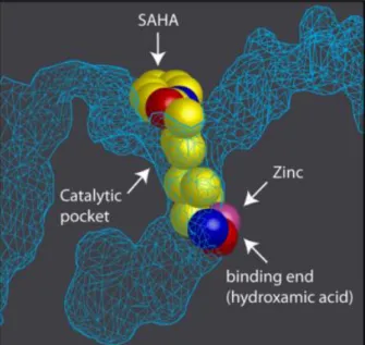 Figure I.4 – Representation of the catalytic pocket  in the crystal structure of HDAC protein with SAHA