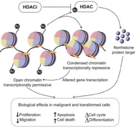 Figure I.5 - Biological effects of HDACi in malignant cells. Adapted from K.Ververis et al 10 
