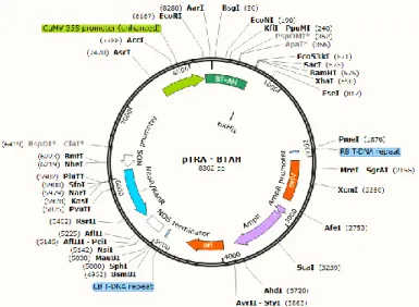 Figure 2-1-  Representation of pTRA-BT-AH (L-PGDS) plasmid. 
