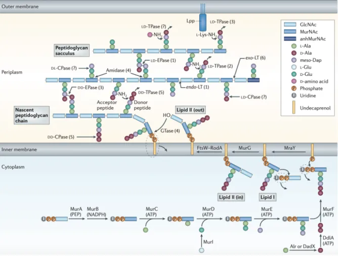 Figure 1.3 The synthesis and attachment of a new peptidoglycan stand to the existing. 25   