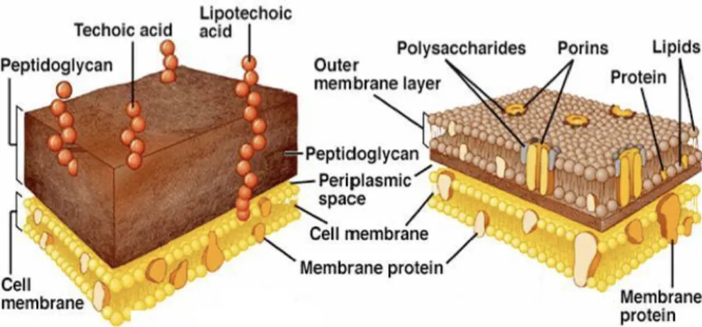 Figure 1.5 Bacteria cell-wall representation. Gram-negative and Gram-positive respectively
