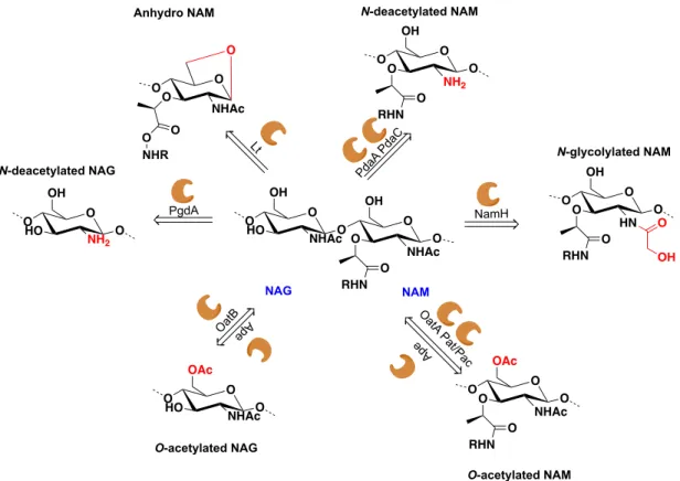 Figure  1.6 Schematic  representation  of  various  modifications  among  PGN  sugar  backbone,  highlighting  the  structural  modification