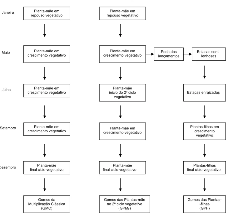 Figura 3.4 – Fases dos processos de produção de gomos por multiplicação clássica e por estacas  semilenhosas