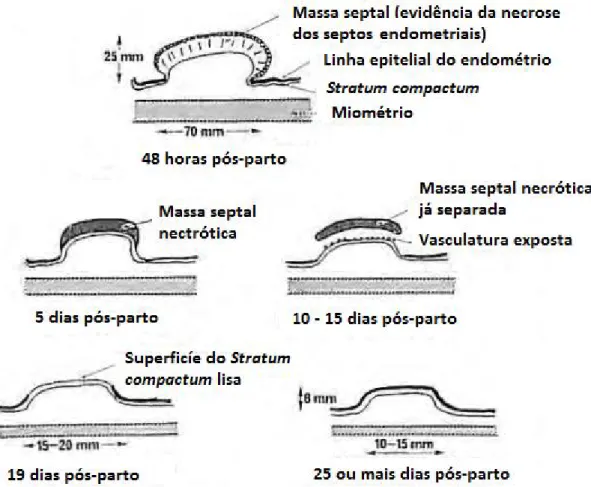 Figura 1 - As alterações que ocorrem a nível das carúnculas após o parto durante o processo de involução uterina (adaptado de Noakes, 2009).