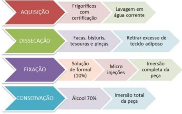 Figura 2 - Captura de trecho do Manual evidenciando as etapas necessárias para a confecção  da coleção didática