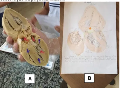 Figura 21 – (A) Estudantes manuseando peça de coração  seccionado  sagitalmente  com  setas  indicando  fluxo  sanguíneo