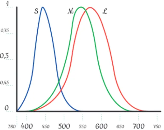 Fig 15. Sensibilidade dos cones  em função dos comprimentos  de onda (Grade, 2013)