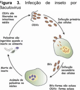 Figura  3.  Infecção  de  inseto  por 