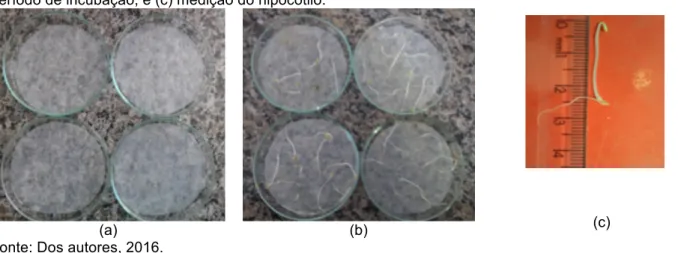 Figura 2. Detalhes do teste de fitotoxicidade com sementes de Lactuca sativa:(a) início do teste; (b) após  período de incubação; e (c) medição do hipocótilo