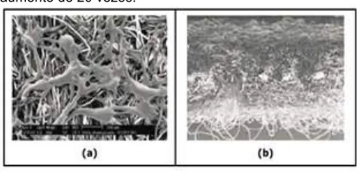 Figura  4.  Acabamento  chamuscado  do  feltro:  (a)  vista  frontal  com  aumento  de  60  vezes  e  (b)  vista  lateral  com  aumento de 20 vezes