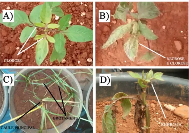 Figura 1 –Resposta das plantas de picão e tiririca após a aplicação de imazapyr. 