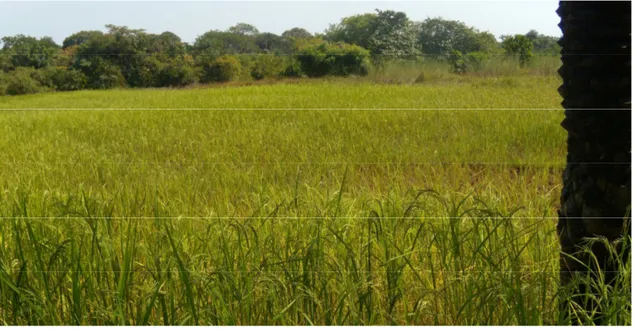 Figura 2.5 Campo de arroz em Susana. (Fonte: Fotografia tirada no decorrer do trabalho de campo.) 