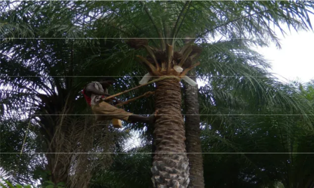Figura 3.5. Homem em cima da palmeira para efectuar a recolha da seiva da palma para a produção de  vinho de palma