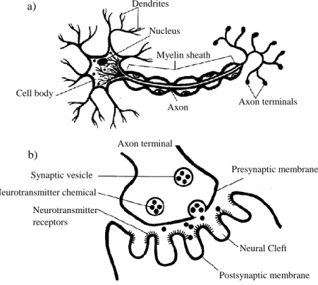 Figure 2.3 Neuron structure and chemical synaptic. a) Normal structure of a neuron b) Chemical synaptic