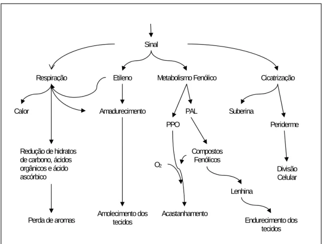 Figura 3-1 - Inter-relação entre as respostas do tecido vegetal ao ferimento (PAL – fenilalanina amónia liase; 