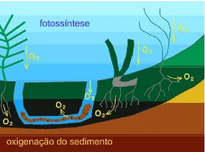 Figura 3 ― Efeitos da Bioturbação do sedimento causada pelas plantas e por organismos  macrobentónicos (adaptado de OzEstuaries, 2005)