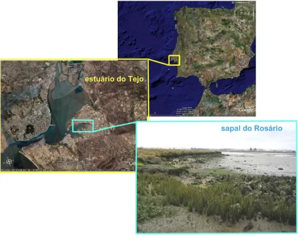 Figura 4 – Localização do Estuário do Tejo (retirado de Google TM ) e sapal do Rosário