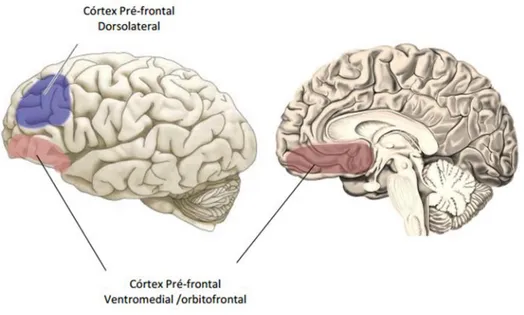 Figura 5. Córtice pré-frontal  dorsolateral e ventromedial/orbitofrontal, em  vista lateral  esquerda e em corte sagital (Mesquita 116 )