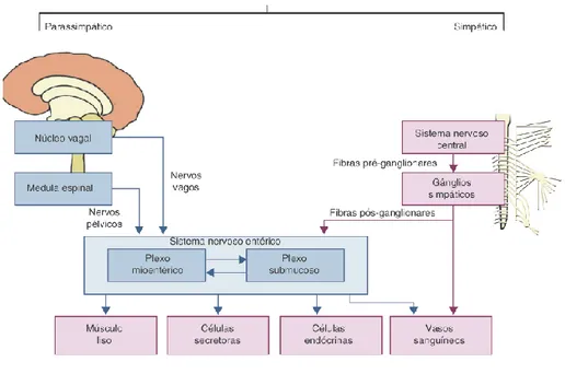 Figura 6 - Representação da relação neural da atividade gastrointestinal. Brasília, DF, 2019